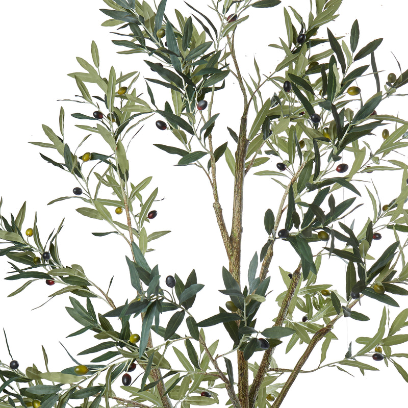 Olive Tree - Green