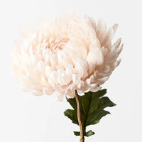 Chrysanthemum - Cream 76cm
