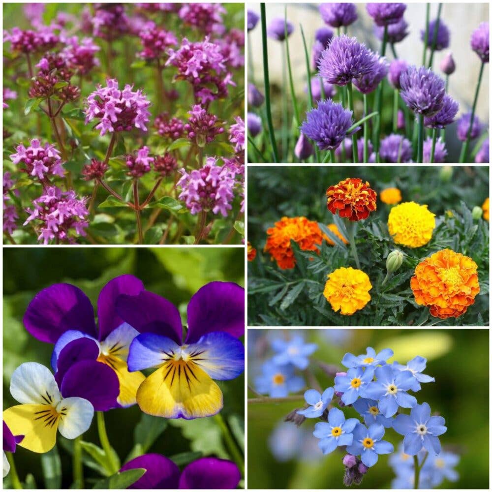 Bee Kind Australia - Low Growing Mix - Flower Seeds