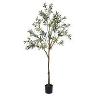 Olive Tree - Green