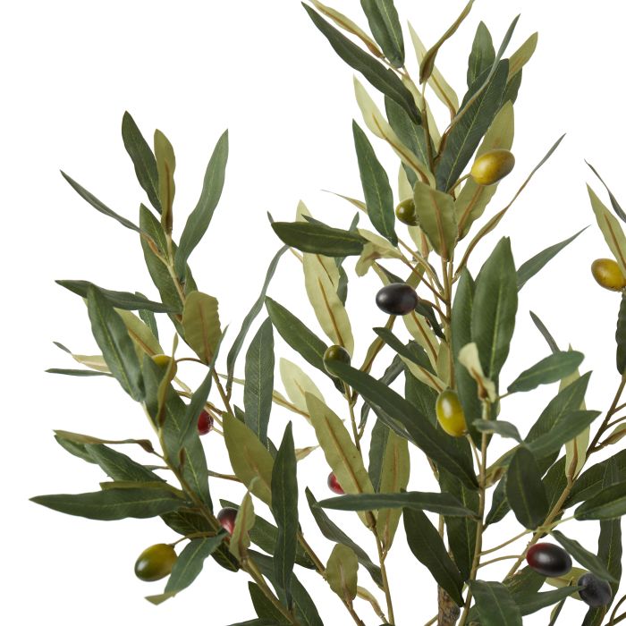 Olive Tree - Green