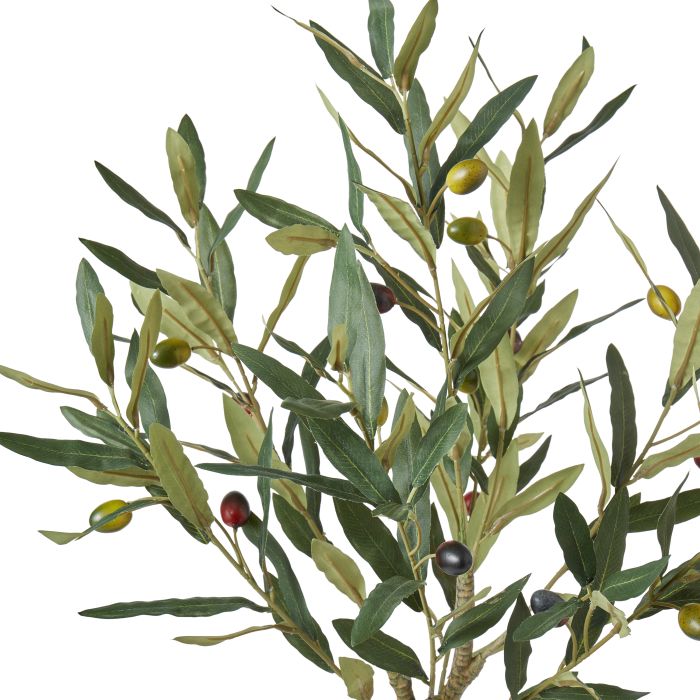 Olive Tree - Green