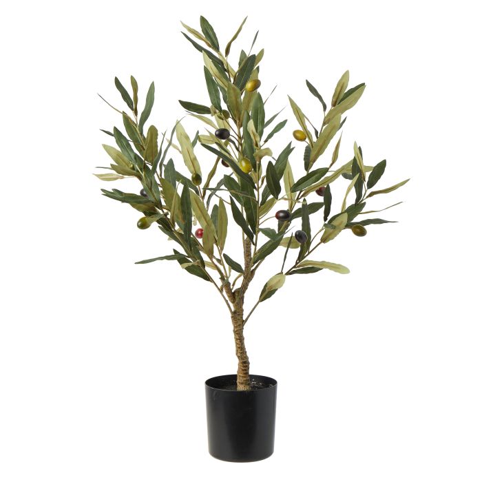 Olive Tree - Green