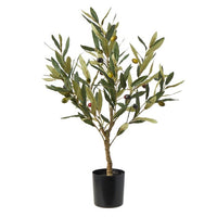 Olive Tree - Green