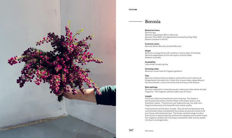 Bush Flowers | Cassandra Hamilton