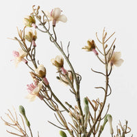 Wax Flower - Champagne