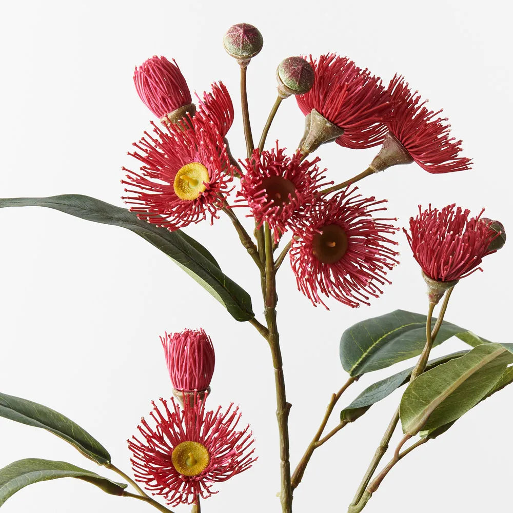 Eucalyptus Flowering Spray - Red