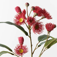 Eucalyptus Flowering Spray - Red