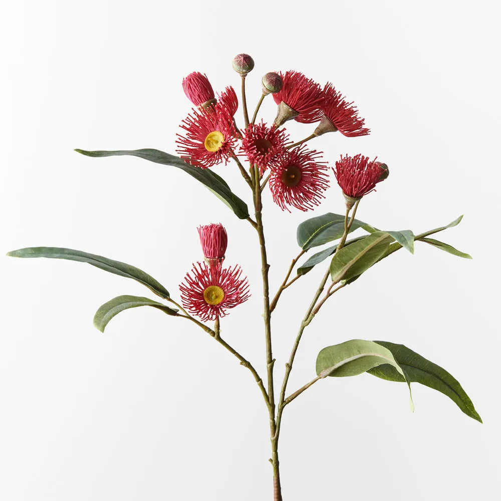 Eucalyptus Flowering Spray - Red