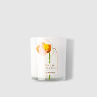 Palm Beach | Tulip Mania (Mother's Day Range)