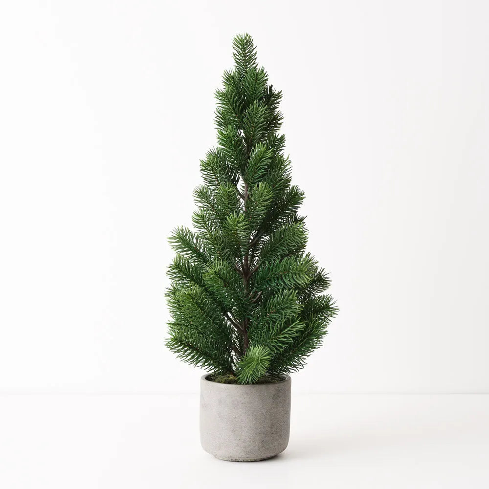 Potted Tree - Virginia Fir  60cm