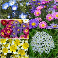 Bee Kind Australia - Low Growing Mix - Flower Seeds