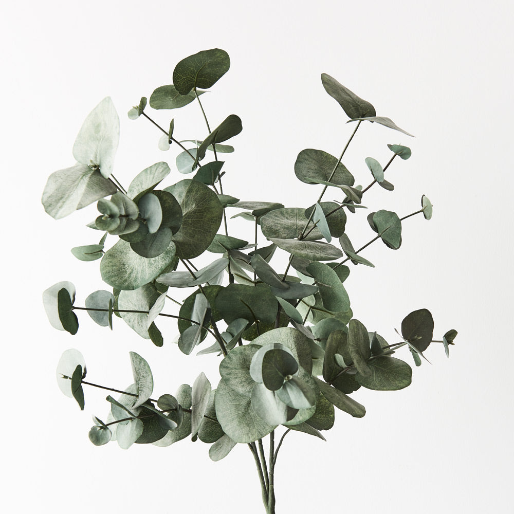 Eucalyptus Silver Dollar Bush - Green Grey