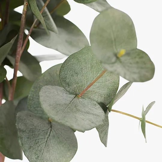 Eucalyptus Silver Dollar Bush - Green Grey