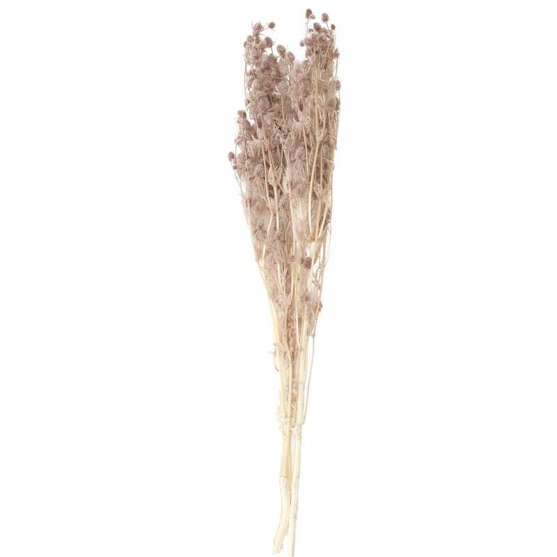 Coast to Coast | Lover Bean Flower Preserved Bunch 60cm